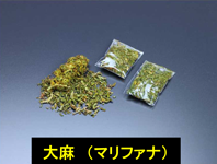 大麻の写真画像